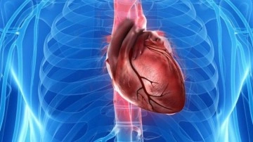 'Kalp Kanseri'ni Neden Neredeyse Hiç Duymayız?