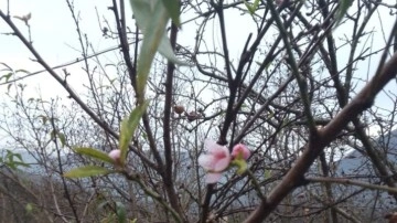 Kar yağışı beklenirken şeftali ağacı çiçek açtı!