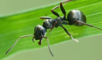 Karıncalar eğitilirse koklayarak kanseri teşhis edebilir