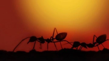 Karıncalar ile Beynimiz Arasında Tuhaf Bir Benzerlik