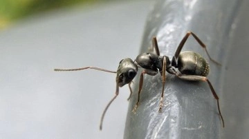 Karıncaların Kanseri Koklayarak Tespit Edebildiği Kanıtlandı