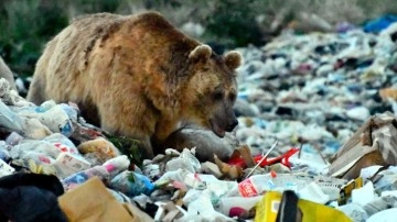 Kars'ta şehir çöplüğü boz ayılar için tehdit oluşturuyor!