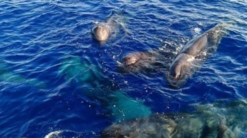 Kaş ve Fethiye'de balinalar görüntülendi