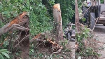 Kastamonu'da kestiği ağacın altında kalan kişi hayatını kaybetti!