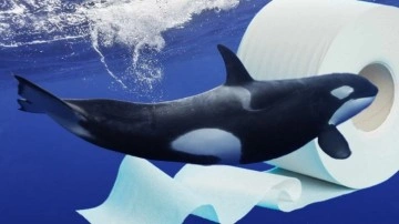 Katil Balinalar, Tuvalet Kağıtları Yüzünden Ölüyor Olabilir