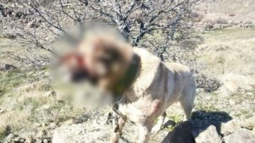 Kayseri'de operasyon! Köpek dövüştüren 12 kişi yakalandı