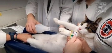 Kedileri ameliyatsız kısırlaştıran gen terapisi geliştirildi