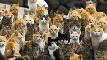 Kedilerin Egemenliğini İlan Ettiği Kedi Adası Aoshima