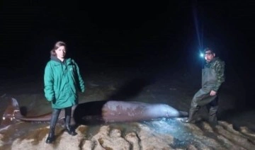 Kıbrıs kıyılarına vuran balinaların depremden etkilendiği belirtiliyor