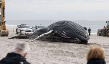 Kıyıya vuran kambur balina, yirmi yıl sonra ilk kez ABD sahilinde görüldü