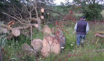 Kocaeli'de 150 yıllık çınar ağaçlarını çaldılar!