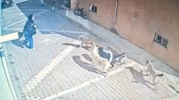 Konya’da başıboş köpekler dehşet saçtı! Lise öğrencisinin korku dolu anları kamerada