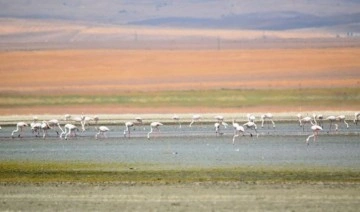 Konya'da göller kurudu, kuşların yaşam alanları daraldı