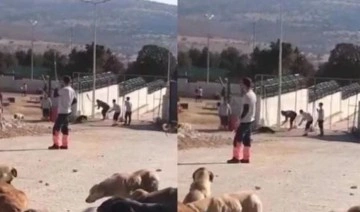 Konya'da hayvan katliamı: Başsavcılıktan 'hapis' kararına itiraz!