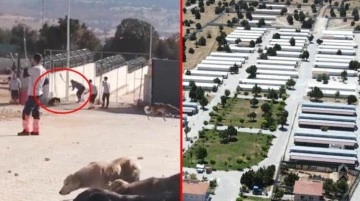 Konya'da köpeklerin kürekle telef edildiği barınakta ilk fatura kesildi