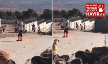 Konya'da vahşet: Barınaktaki köpekleri kürekle katlediyorlar!