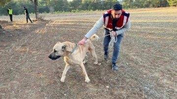 Köpek dövüşü yaptıranlara yönelik operasyon görüntüleri ortaya çıktı