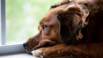 Köpekler de İnsanlar Gibi Sevinç Gözyaşı Dökebilir