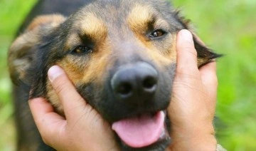 Köpekler sahiplerine kavuşunca 'sevinç gözyaşları döküyor' olabilir