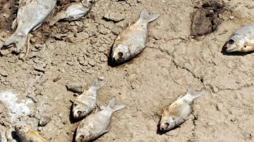 Korkutan toplu balık ölümlerinin nedeni belli oldu!