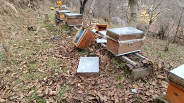 Köye inen ayı, arı kovanlarına saldırdı