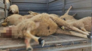 Köye inen bozayı 200 koyunluk ahıla girip, 17 koyunu parçalayarak öldürdü