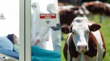 Kurban bayramında aman dikkat! H5N1 virüsü hayvandan insana mı bulaşıyor?