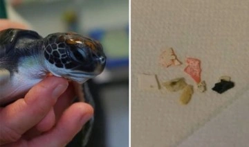 Kurtarılan kaplumbağanın midesinden 'plastik' çıktı
