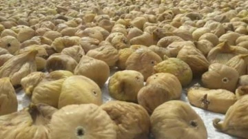 Kuru incir ihracatı 232 milyon dolara ulaştı