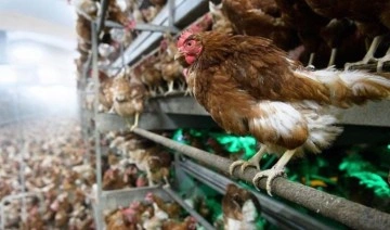 'Kuş gribi' salgını ABD'de yumurta fiyatlarını uçurdu