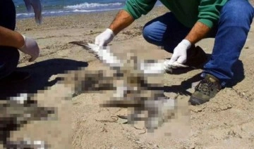 Kuşadası Sahili'nde 24 yelkovan kuşu ölü bulundu