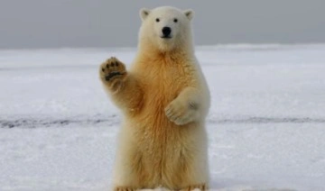 Kutup ayılarının kürkleri aslında beyaz değil!