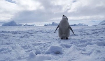 Kutupları araştıran lise öğrencisi birincilik derecesiyle Antarktika'ya gidecek