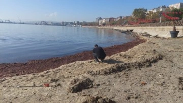 Lodos sebebiyle Marmara Denizi kıyılarına kızıl yosunlar vurdu
