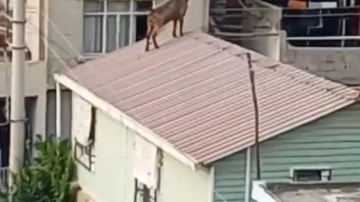 Mahalleli inatçı keçiyi çatıdan indirmek için seferber oldu