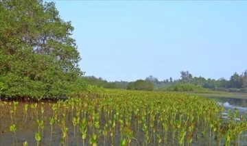 Mangroves, world's unique ecosystems, declining at alarming level