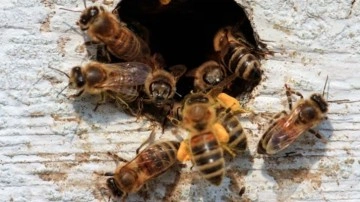 Manisa'da arıların soktuğu bal üreticisi öldü!