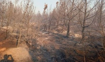 Manisa’da çıkan orman yangını kısmen kontrol altında