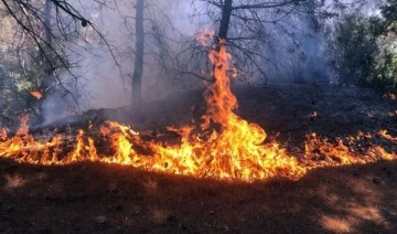 Manisa'da orman yangını!