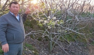 Manisa’da yalancı bahar ağaçlara çiçek açtırdı