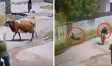 Mardin'de elektrik akımına kapılan inek telef oldu