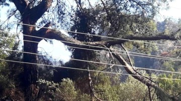 Marmaris'teki orman yangını, kırılan ağaç dalının elektrik tellerini temas ettirmesiyle çıktı
