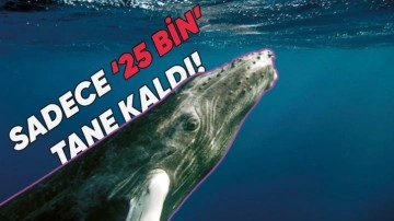 Mavi Balinalar Hakkında Gerçekler