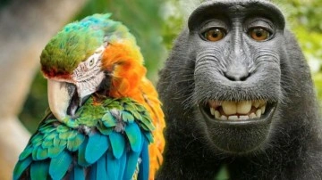Maymunlar Neden Papağanlar Gibi Konuşamıyor?