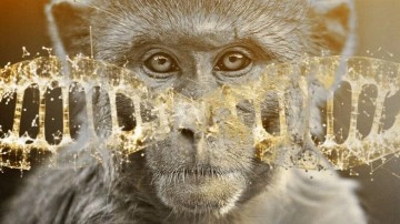 Maymunlar, Tarihte İlk Kez Yapay Embriyo ile Hamile Kaldı