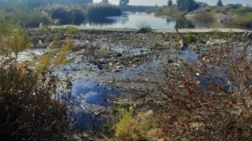Menderes Nehri artık siyah! Yılda 4 kez temizleniyor ama yetmiyor