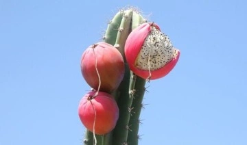 Mersin’de Güney Amerika kökenli Peru elması yetiştirildi