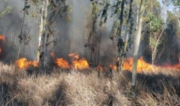 Mersin'de orman yangını: Söndürme çalışmaları başladı