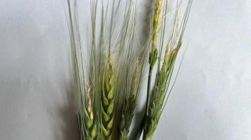 Mevsim normalleri altındaki hava sıcaklığı buğday üretimini etkiledi