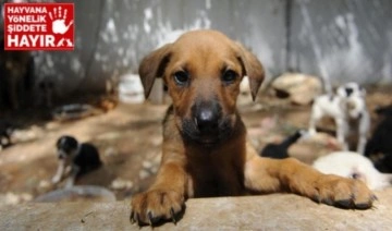 MHP'li başkan yardımcısı sokakta yaşayan köpekleri hedef gösterdi: Katliam çağrısı!
